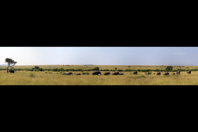 Elephants family in migration